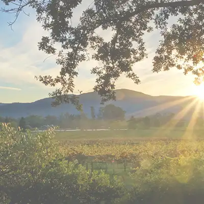 Landschaftsbild USA mit Reben und in der Distanz sieht man Hügel. Die Sonne scheint von rechts ins Bild rein.